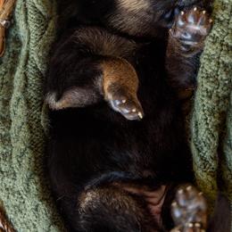 German Shepherd Puppies from Platz German Shepherds