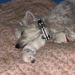 West Highland White Terrier Puppies from CC Leslie’s Westie’s