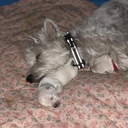 West Highland White Terrier Puppies from CC Leslie’s Westie’s