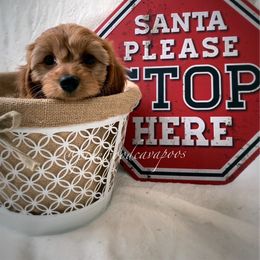 Cavapoo Puppies from Pinewood Cavapoos