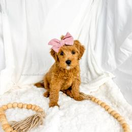 W R E N 12-16lbs - Red  female Goldendoodle puppy in Richfield, Utah from Cedar Doodles- Home of the Teddybear Goldendoodle