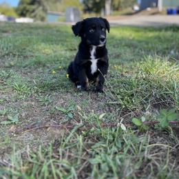Boy 1 - Black tri-color Australian Shepherd puppy in Otis, Oregon from Heritage Hill Aussies