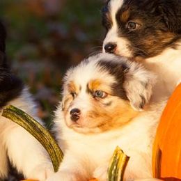 Australian Shepherds from PennOak