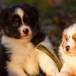 Australian Shepherds from PennOak