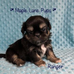 Ranger - Black and tan male Shih Tzu puppy in Marion, Michigan from Maple Lane Pups