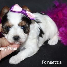 AKC Poinsettia  On Hold - Black tan and white female Biewer Terrier puppy in Kennesaw, Georgia from Dreamy Pups