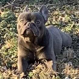 Eclipse - French Bulldog