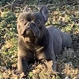 Eclipse - French Bulldog