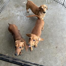 Loretta - Red female Dachshund puppy in El Paso, Texas from Stella's Lone Star Kennels