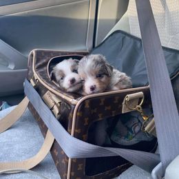 Miniature Australian Shepherd Puppies from McDaniel Aussies