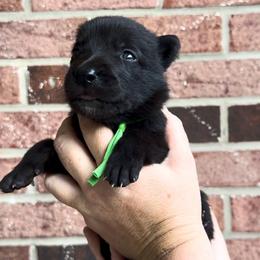 Male 1 - Black brindle male Dutch Shepherd puppy in Fayetteville, North Carolina from Iron Sight K9s