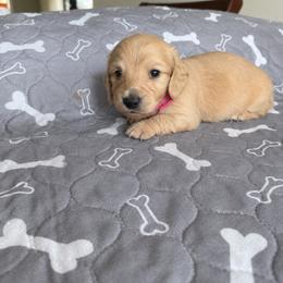 Bella - Cream female Dachshund puppy in Molino, Florida from Dooney's Dachshunds