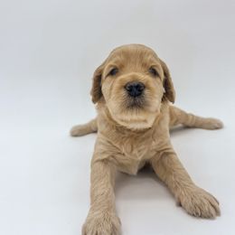 Goldendoodle Puppies from Posh Paws Puppies