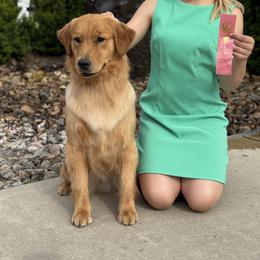 Gretchen - Golden Retriever