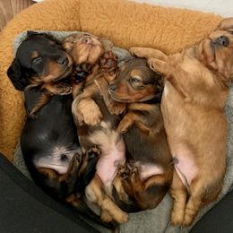 Dachshund Puppies from MyGaDachs