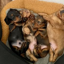 Dachshund Puppies from MyGaDachs