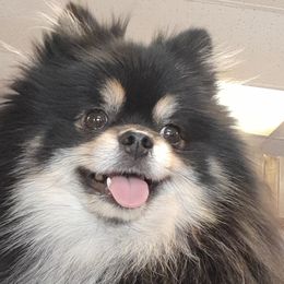 Bjorn - Pomeranian
