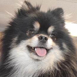 Bjorn - Pomeranian