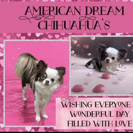 Bella - Chihuahua