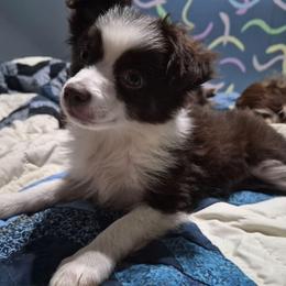Brownie - Red tri female Toy Australian Shepherd puppy in Humansville, Missouri from Tater Tot aussies