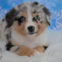 Belize - Blue merle male Australian Shepherd puppy in Fultonville, New York from Sandy Aussies & Pomeranians