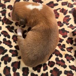 Boy 4 - Red male Pembroke Welsh Corgi puppy in Missouri from Cooler Farms Corgis