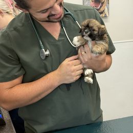 Girl 1 - Red female Lhasa Apso puppy in Charlotte, North Carolina from Toy Poodle and Maltese Perfection