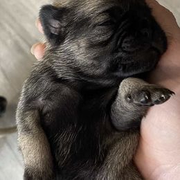 Pug Puppies from The Grumble Pack