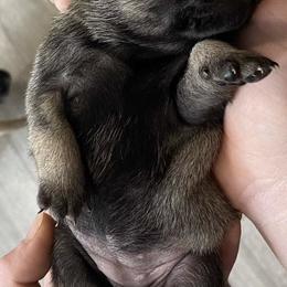 Pug Puppies from The Grumble Pack