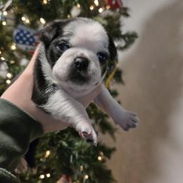 Girl 2 - Brindle female Pug puppy in Auburn, Kentucky from Prentice Family Pugs, Bugs & Corgis