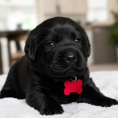 Gabriela - Black female Labrador Retriever puppy in Charlotte, North Carolina from Patton Premier Labradors
