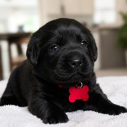 Gabriela - Black female Labrador Retriever puppy in Charlotte, North Carolina from Patton Premier Labradors