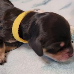 Nessie - Black and cream female Dachshund puppy in Terlton, Oklahoma from CLARK'S BREEDING PROGRAM