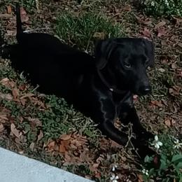 Sage - Dachshund
