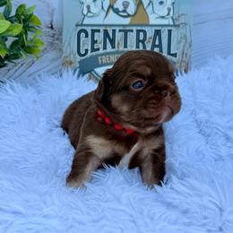 Red collar rojo - Liver female French Bulldog puppy in Jefferson City, Missouri from Central Frenchie Haven