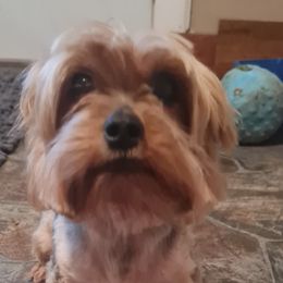 Watson - Yorkshire Terrier
