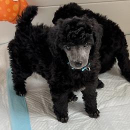Girl 4 - Poodle puppy from Lake Effect Poodles, Leesa’s Jewlz