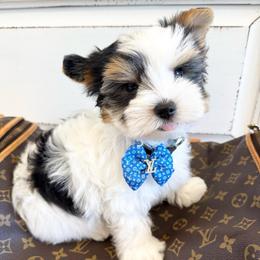 Panda Bear - Black tan and white male Biewer Terrier puppy in North Chelmsford, Massachusetts from Coastal Yorkshire Terrier Yorkies & Biewer Terriers