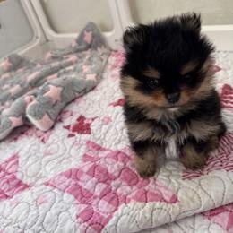 Boy 2 - Black and tan male Pomeranian puppy in Fort Jones, California from High Rocking Pom Poms