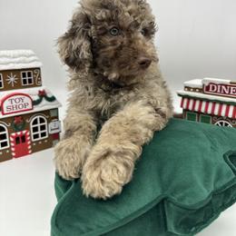 Rudolph - Merle male Cavapoo puppy in Austin, Texas from Doodles of Central Texas