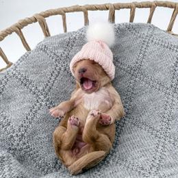 Sweater - Apricot female Goldendoodle puppy in Jamestown, Kentucky from Milk & Honey Doodles