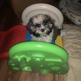 Boy 2 - Black and white male Shih Tzu puppy in Benbrook, Texas from Michael’s Shih Tzus