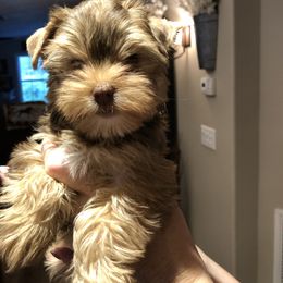 Yorkshire Terrier Puppies from Happy Days Acres and Yorkies