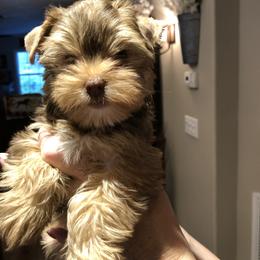 Yorkshire Terrier Puppies from Happy Days Acres and Yorkies