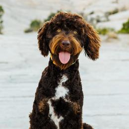 Kona - Aussiedoodle