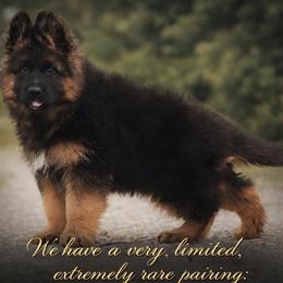 German Shepherd Puppies from Brooks High Quality Breeders