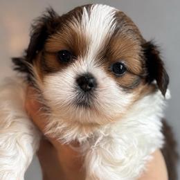 Blossom - Tricolor female Shih Tzu puppy in Gilbert, Arizona from 🌗 New Moon Shih Tzu 🌗