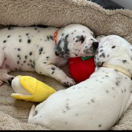 Girl 1 - White and black female Dalmatian puppy in Fontana, California from Maldonado's Dalmatians