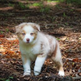 Sepia - Australian Shepherd puppy in Coldwater, Michigan from Northern Star Australian Shepherds