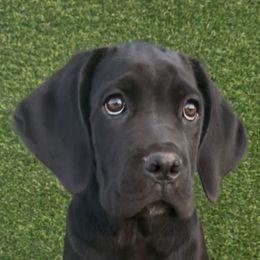 BlackBerry - Black female Cane Corso puppy in Florence, Texas from Wilco Cane Corso